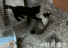 美酒飘香采集到视频