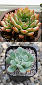 【迈达斯国王】 x Pachyveria 'King Midas'
亲本：Pachyphytum oviferum星美人 x Echeveria pulidonis花月夜
跨属杂交，花可以看出明显的厚叶草属基因（巨大的花萼），不是Echeveria
#迈达斯国王# #多肉植物# ≖‿≖✧8号抹茶-收集