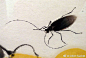 【 齐白石 《草虫》 】齐白石四十岁以前的画以工笔花卉为主，尤其画草虫早就传神。他在家一直养着纺织娘、蜜蜂、蝴蝶等草虫，还有其他小动物，时常注意它们的特点，仔细观察，直接进行写生。