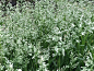 早熟禾（稍草、小青草、小鸡草、冷草、绒球草）
一年生或冬性禾草，优质冷季草坪草
4-5月开花，6-7月结果