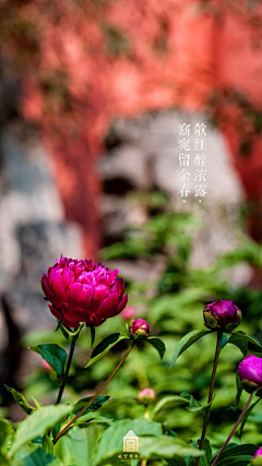 weiwei~炜采集到摄影-紫禁雅集