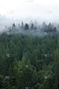 雾,森林,红木森林,红杉,不明确的地点,垂直画幅,留白,无人,树梢,偏远的