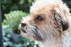 矮个子-施慈约克郡混血儿