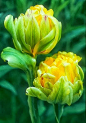 Paeony Gold Tulip
