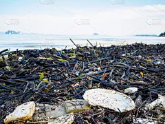 沙滩上垃圾成堆，海洋环境污染概念。