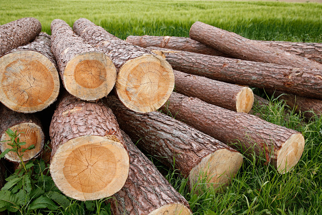 Birch firewood pile ...