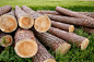 Birch firewood pile (23)