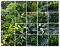 中海荔府植物营造深度分享 / 中海集团&广亩景观 – mooool木藕设计网