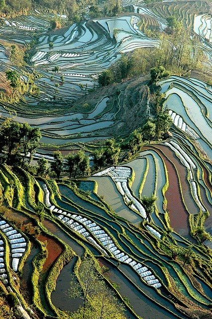 梯田Ricepaddies在云南，中国