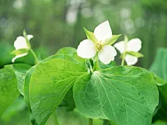 唯美山花烂漫写真花语桌面壁纸桌面壁纸4
