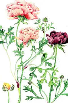 水彩--银莲花 - 高清图片，堆糖，美图壁纸兴趣社区