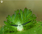 藻类海蛞蝓-有哪些可爱却又不常见的动物？ - 知乎