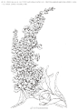 紫罗兰手绘过程~（本文摘自：《线语集：唯美线稿插画实例教程》，具体画法见书。@子仪YOYI 编著，已获授权） ​​​​