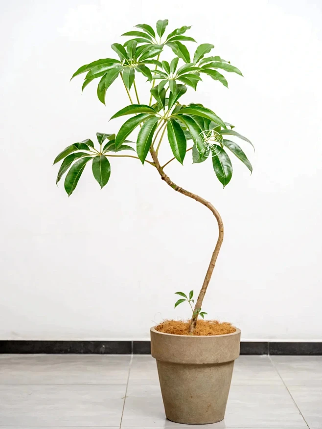 这颗绿植长在了我心上|日本大叶伞