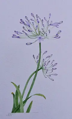 水彩--百子莲 - 高清图片，堆糖，美图壁纸兴趣社区