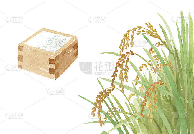 水彩画大米和一个正方形(跟踪矢量)