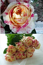 【玫瑰】狂欢派对，切花，四季，开花性好，单朵花期长，是新引进品种。