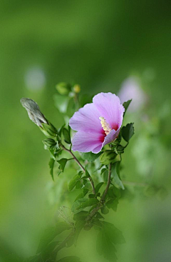 ∝小小草∝采集到我的后花园