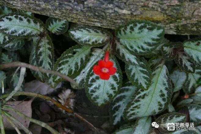 喜荫花 Episcia cupreata...