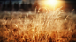 landscapes nature fields plants sunlight sunny  / 1920x1080 Wallpaper