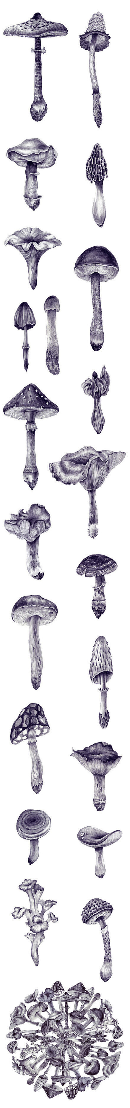 蘑菇素描