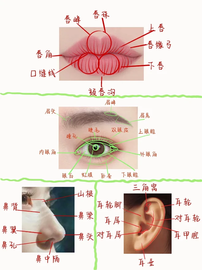 一张图搞懂五官结构名称，有用收藏！ - 小红书-花瓣网