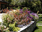 Kentfield Contemporary Garden planting - Contemporary - Landscape - San Francisco - by Avant Garden | Houzz