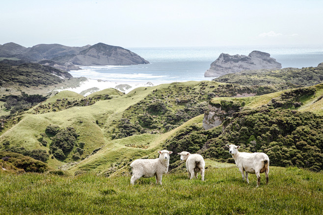 Coastal Sheep, New Z...