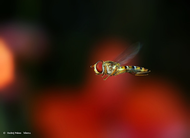 Photograph Red baron...