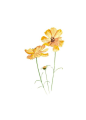Wildflower Art Print - Botanical Illustration Art - Flower Illustration - Floral Art - Yellow Home D