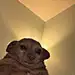 TheBear