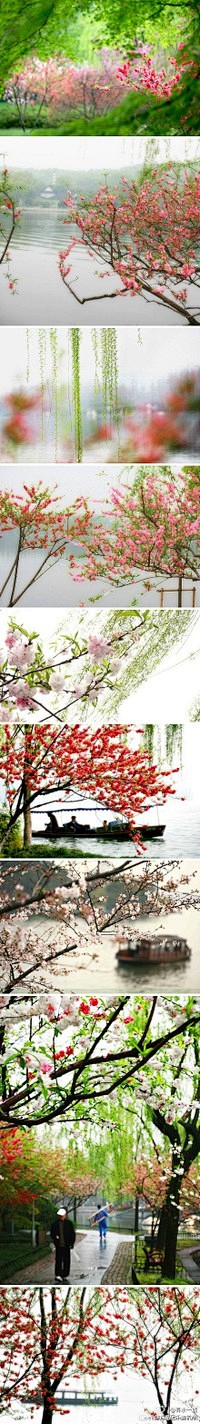 春天的杭州，西湖边一棵柳，一棵桃，桃红柳...