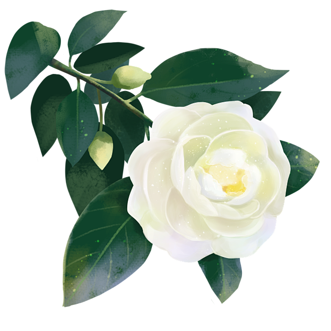 白色茶花