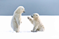 General 2048x1366 animals bears polar bears cubs baby animals snow