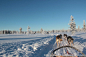 [芬兰 ]北极圈内狗拉雪橇