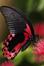 Butterfly ~ An example of red and black in nature.