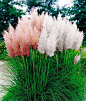 pink pampas grass. Love this plant.