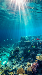 蓝色阳光水下珊瑚海底世界图片