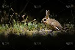 可爱的动物。Williams Jerboa, Allactaga williamsi。绿色自然生境背