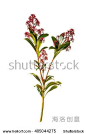 茵芋（拉丁学名：Skimmia reevesiana Fort.）又名卑山共、莞草、卑共、茵蓣、因预。有毒，

芸香科植物茵芋常绿灌木，有芳香。单叶，常集生于枝顶，革质，狭矩圆形或矩圆形，叶柄有时为淡红色。聚伞状圆锥花序，顶生；花常为两性，白色，极芳香，萼片宽卵形，边缘被短缘毛；花瓣卵状矩圆形，花蕾时各瓣大小略不等；雄蕊与花瓣等长或较长；　　灌木，高1～2米。小枝常中空，皮淡灰绿色，光滑，干后常有浅纵皱纹。
  共17张
茵芋
叶有柑橘叶的香气，革质，集生于枝上部，叶片椭圆形、披针形、卵形或倒披针形，顶部