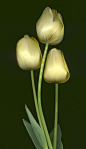 Tulipa - yellow