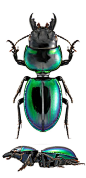 Carenum virescent – Carabidae