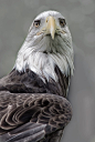 American Bald Eagle by Ken Wolter on 500px