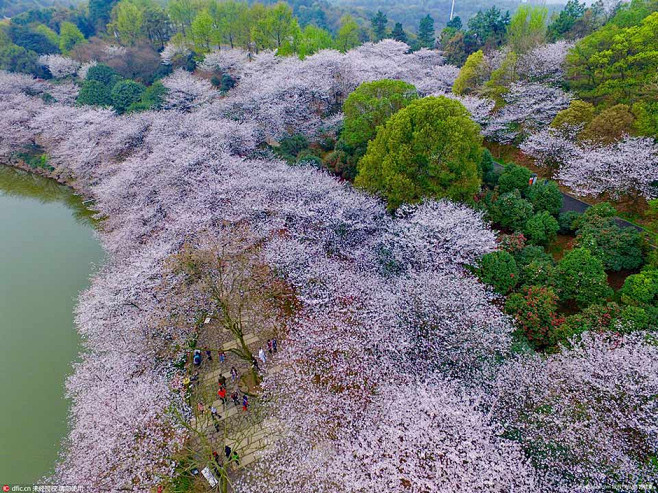 航拍长沙800亩樱花园 湖光樱色如诗如画...