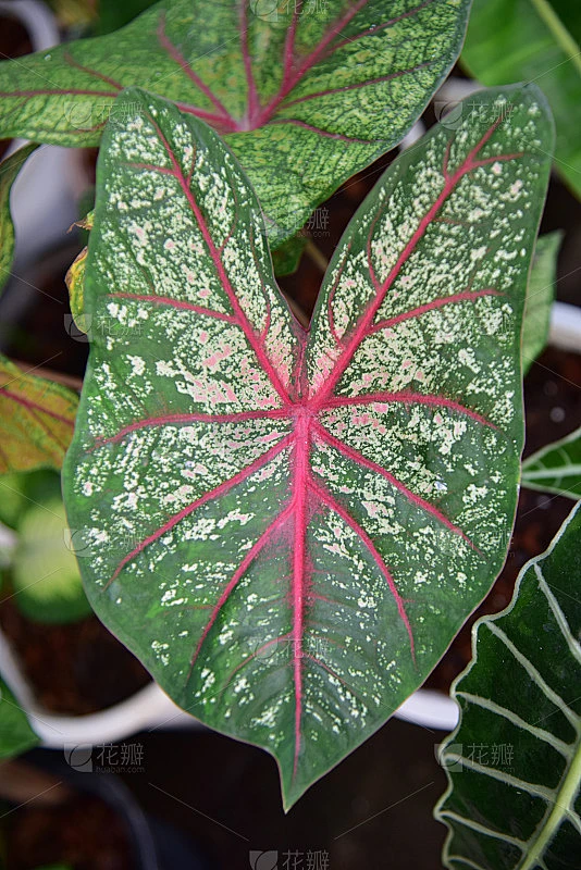 花式叶冠在自然界中的颜色。素材-花瓣网