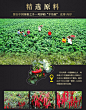 天下红辣椒酱精制礼品盒八宝珍芝麻香辣六瓶装邯郸鸡泽县特产包邮-tmall.com天猫