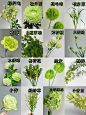 一次性认识16种常见绿色花材无绿不夏 - 小红书