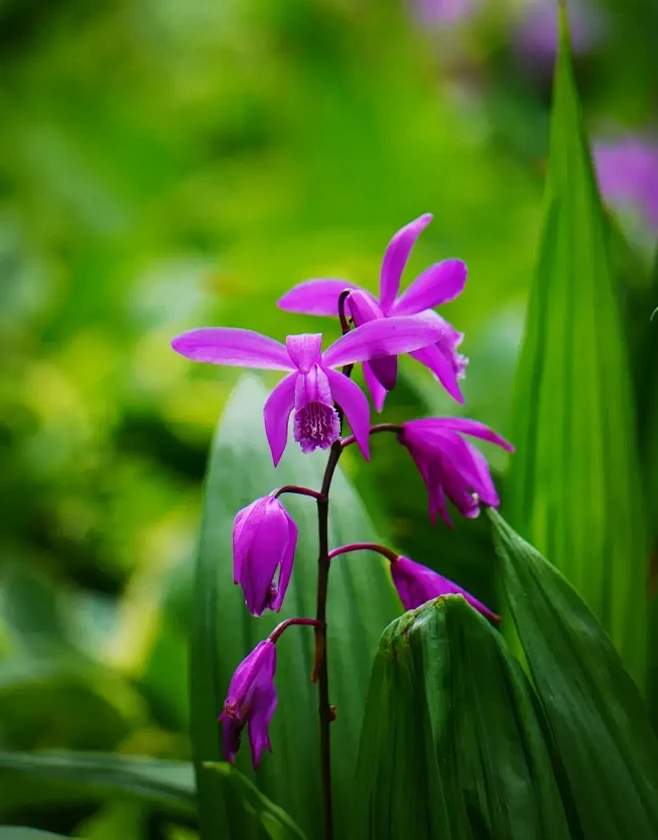 白芨-花瓣网
