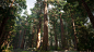 UE4 Redwood Forest V2 Update, Willi Hammes : Latest updated version of the procedural giant sequoia forest in Unreal Engine 4. Tones of new assets and massive tweaks to all textures and materials. The updated pack is now available via cgtrader: https://ww