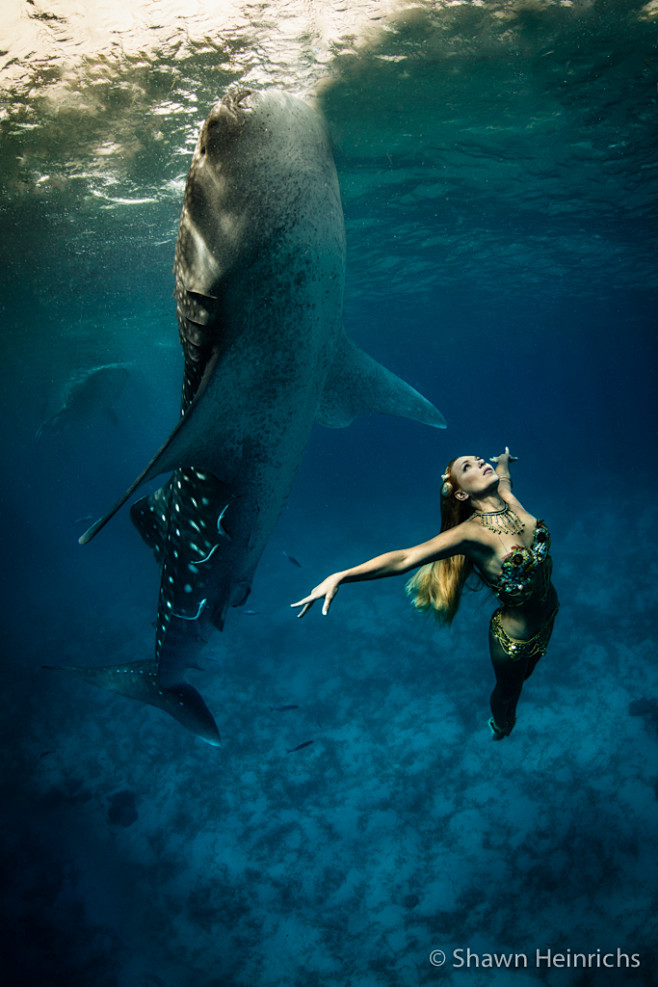壮观的水下鲸鲨时尚拍摄